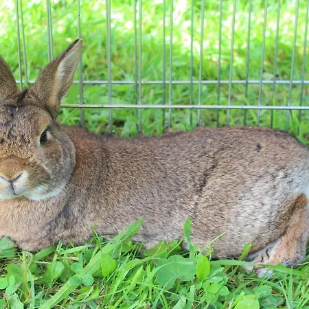 Schnell Appartement *