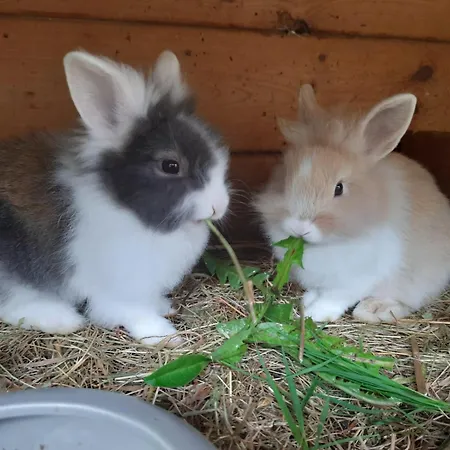 Schnell Διαμέρισμα *