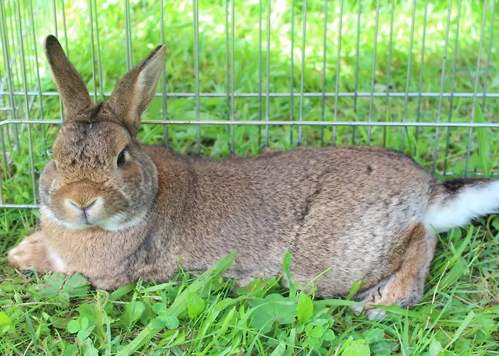 Schnell Appartamento *