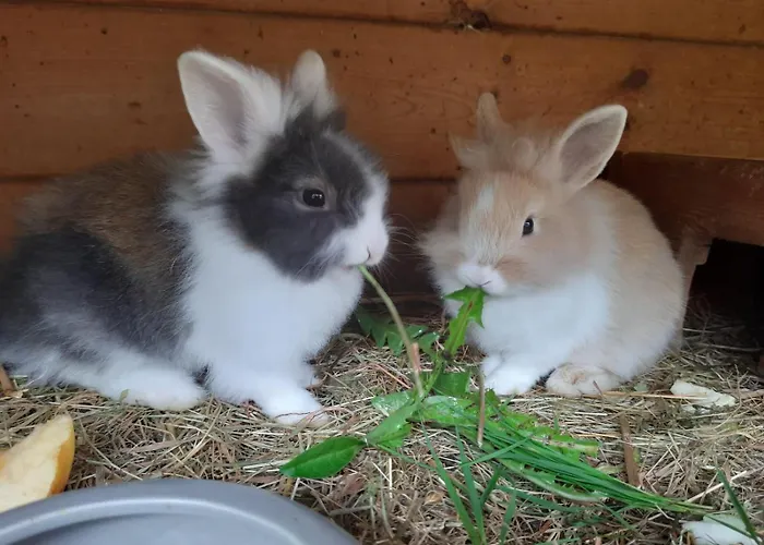 Schnell Διαμέρισμα *